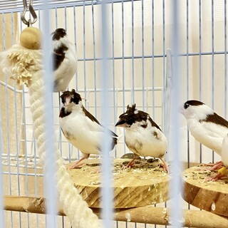 梵天十姉妹メス2羽里親様募集