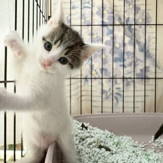 キュートなお顔♥　たらこちゃん