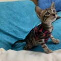 人懐こい可愛いキジトラ まく君１、５ヶ月