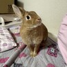 【急募】【里親募集】ネザーランドドワーフ サムネイル2