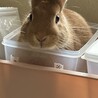 【急募】【里親募集】ネザーランドドワーフ サムネイル4