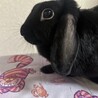 【急募】【里親募集】ホーランドロップ サムネイル2
