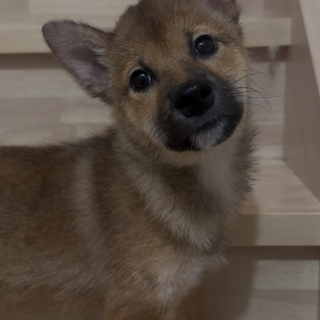 生後5ヶ月甘えん坊1月25日産まれ 男の子です！