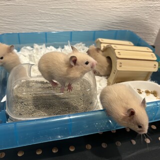 2025.5.31産まれのキンクマハムスター