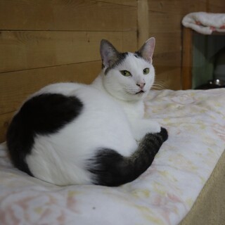 超高速甘えた・レモン色の瞳・カイヤくん