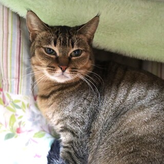 凛とした美しさ・つばきちゃん