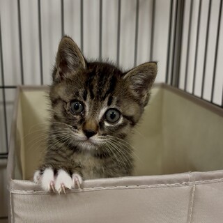 ソックス猫さん