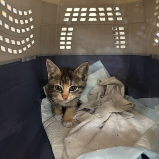 可愛い三毛の女の子