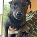 甲斐犬　男の子