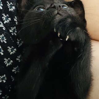 甘えん坊の大人しい男の子