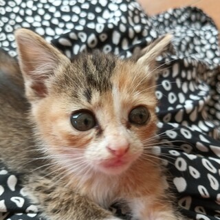 小柄なミケ♀とマイペース茶白♂兄妹一ヶ月