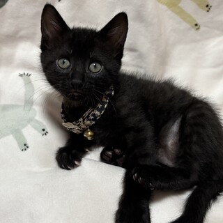 愛らしい兄妹たち・彩央（あお）くん