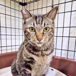 イケメンでおっとり穏やかなキジトラの『ビビくん』