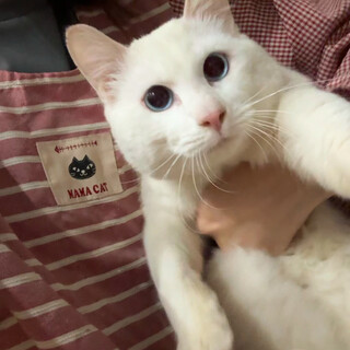 【交渉中】ブルーアイの甘えん坊王子