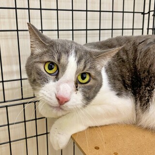 【面談中】温和でクールなイケメン♪『シンくん』