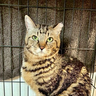 【トライアル中】遊び大好き！『ととちゃん』