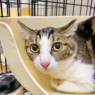 美人さんのキジ白♡『めいちゃん』