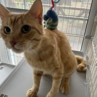 ハンサムボーイ