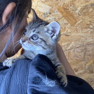 【キジトラ⭐︎子猫ちゃん】生後数ヶ月1000グラム