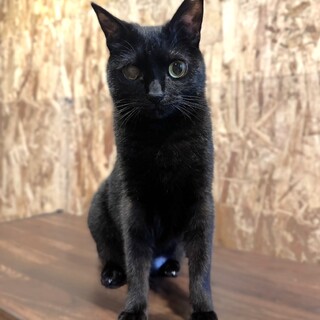 とっても元気でお転婆❤ぽんぽん