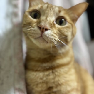 控えめなあまえんぼおだやかなウィンくん