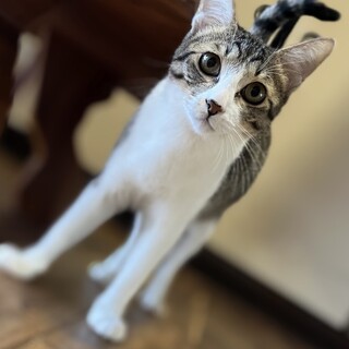 ★里親様決定！★ほんとはナデナデ大好き❤ひなた