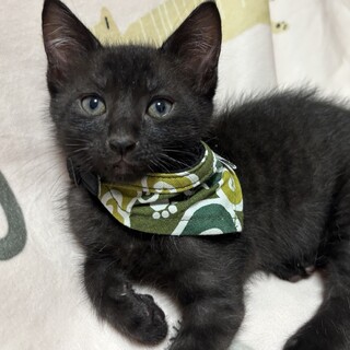 愛らしい兄妹たち・彩功（さく）くん