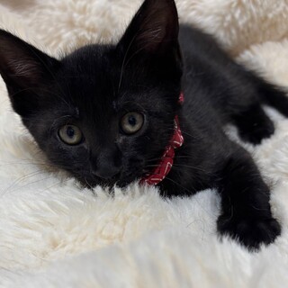 愛らしい兄妹たち・翔彩（とあ）くん