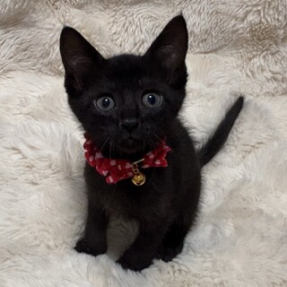 愛らしい兄妹たち・彩恋（あこ）ちゃん