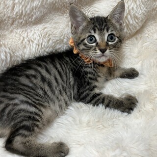 愛らしい兄妹たち・彩晴（いろは）ちゃん