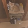 子猫4匹います　里親募集　1匹だけでも可 サムネイル2