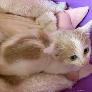 洋猫ミックス 風 茶トラ 茶白♂ 兄弟 2ヶ月