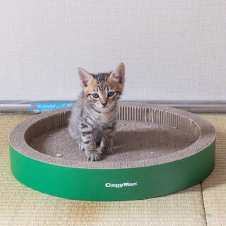 月(旧たま)くん