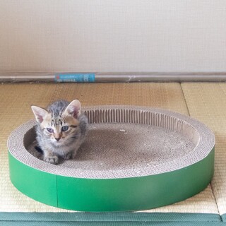 【元気いっぱいみんなと仲良い】アクア(旧ぷー)くん