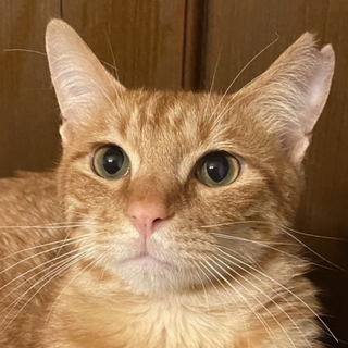 人も猫も大好きな性格の良い茶トラ君⭐︎