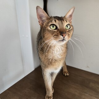 【ご相談中募集停止中】アビシニアン