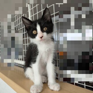 3ヶ月の白黒くん