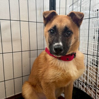 【少し怖がりな】チャッピーちゃん