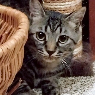 まんまるな眼がとても愛らしい ひなた君