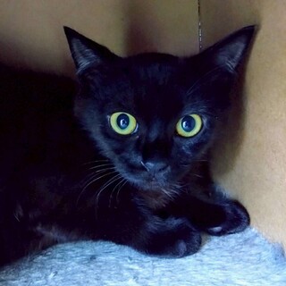 顔が小さく、まん丸の金色眼がかわいい　ひかる君