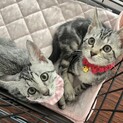 美猫姉妹です
