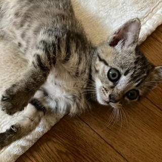 ありがとうです。キジトラ女の子2カ月ライちゃん