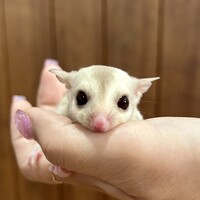 RIRO