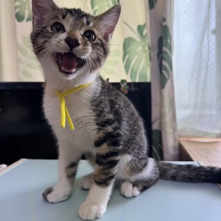 兄弟一甘えん坊♡なつ君3ヶ月4兄妹