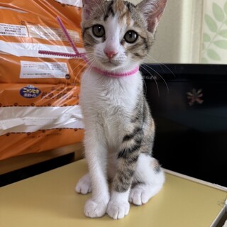 美人姉妹♡はるちゃん3ヶ月4兄妹