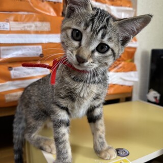 美人姉妹♡あきちゃん3ヶ月4兄妹