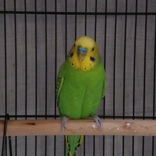 里親さん募集しています