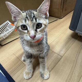 美人姉妹♡ふゆちゃん3ヶ月4兄妹