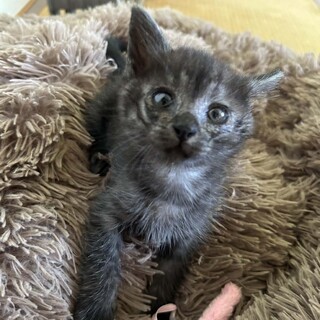 まん丸お目目の「よう」君