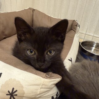 【急募】甘えん坊な黒猫の男の子です！